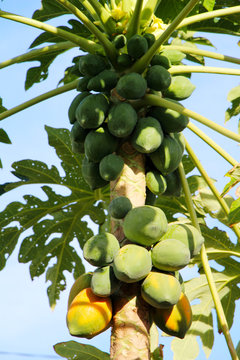 papayer, papaye sur son arbre, &agrave; l'&eacute;tat naturel 