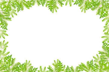 Fototapeta na wymiar Beautiful Green leaves frame on white background.