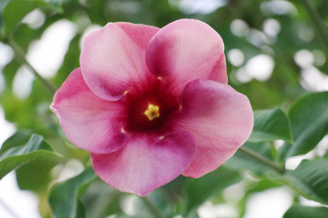 alamendra rose