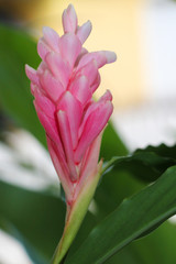 heliconia rose