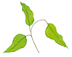  close up of Eucalyptus branch