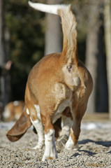 basset butt