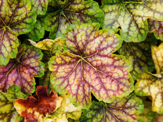 Heuchera Master Painter Gauguin - corall bells, alumroot 