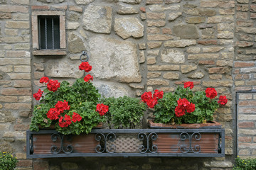 flowers on wall
