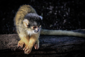 Capuchin monkey