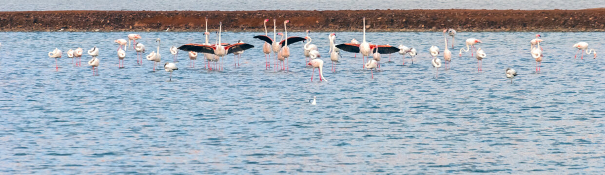 Migrating flamingo in ponds near Eilat, Israel  