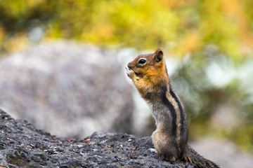 chipmunk eating