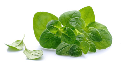 Oregano herbs