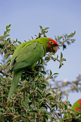 green parrot