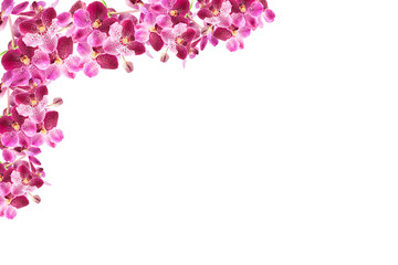 Beautiful orchid flower frame on white background.