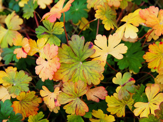 Autumn shot of Geranium cantabrigiense 'Cambridge' - dwarf cranesbill