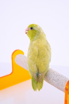 Pacific Parrot