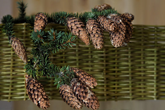 Spruce branch with cones located on a background of wicker fence