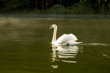 White Swan