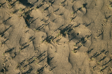 sand n weeds
