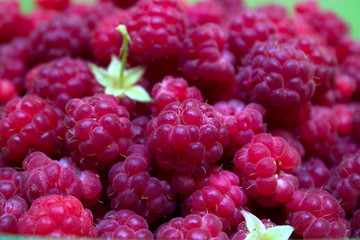 Ripe and beautiful raspberries - texture