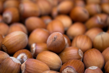 Many peeled hazel nuts - background of nature