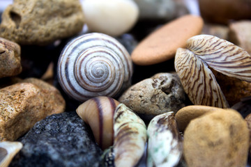 Sea theme, seashells and stones - background