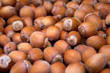 Many peeled hazel nuts - background of nature