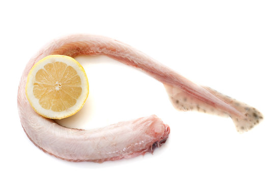 Small-spotted Catshark In Studio