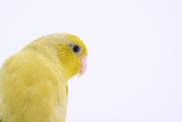 Pacific Parrot