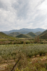 Fototapeta na wymiar Portrait - Green orchard view with mountains and moody clouds