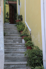 potted plants on steps