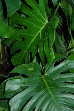 Philo&shy;dendron : plante d'int&eacute;rieur d&eacute;corative