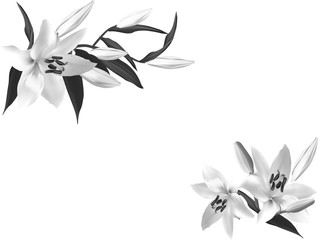isolated two grey lily flowers