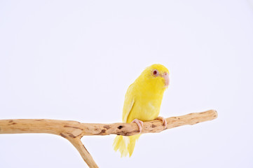 Pacific Parrot