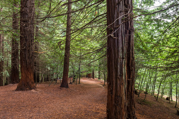 Sequoias of the Natural Monument of Monte Cabezon, Cantabria (Spain)