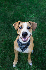 Happy dog in bandana looking up