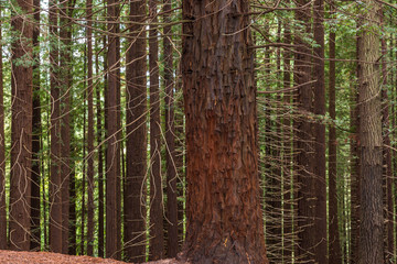 Sequoias of the Natural Monument of Monte Cabezon, Cantabria (Spain)