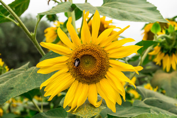 Obraz premium Bumblebee on yellow sunflower in the garden
