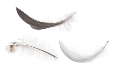 three fluffy isolated curled feathers