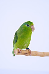 Pacific Parrot