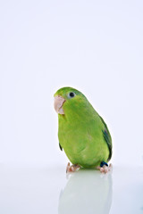 Pacific Parrot