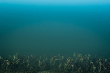 Fototapeta na wymiar Clean blue water, sea weed