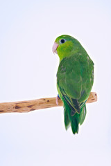 Pacific Parrot