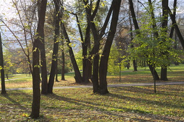 autumn forest, bright colors, beautiful world