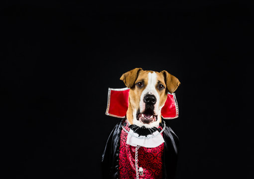 Dog In Halloween Costume