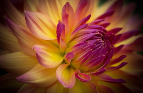 Closeup of a beautiful dahlia flower in pink and yellow orange pastel tones 