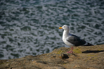 seagull n ocean shoreline