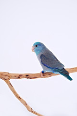 Fototapeta premium Pacific Parrot