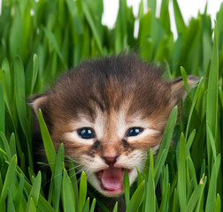 Cute little kitten