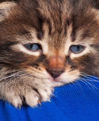 Cute little kitten