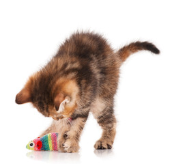 Cute little kitten