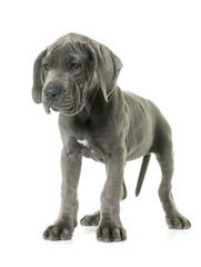 puppy great dane