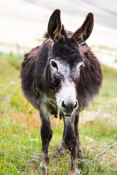 Black donkey in field