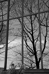 reflection building n tree